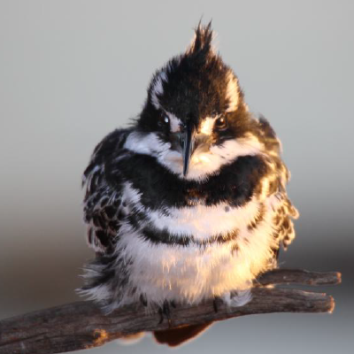 Pied Kingfisher copyright Shana Sequeira