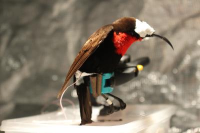 Sunbird undergoing temperature measurements