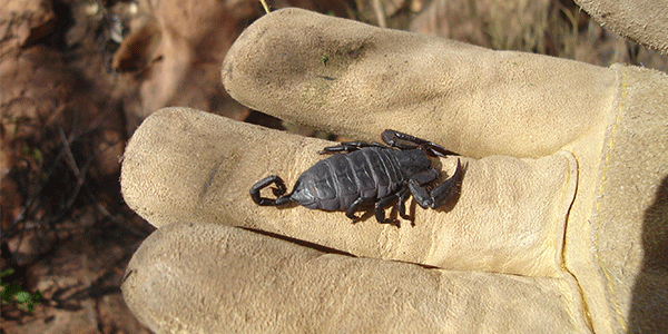 Scorpion-found-during-boidiversity-assessment