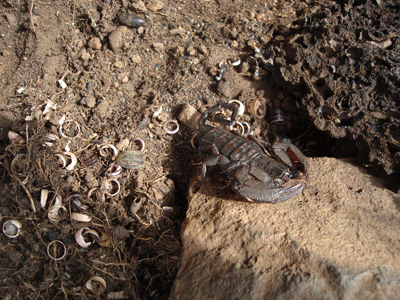 Scorpion found during boidiversity assessment