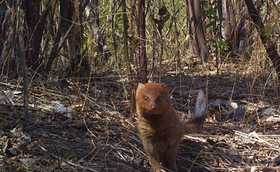Slender mongoose in the Kyalami area