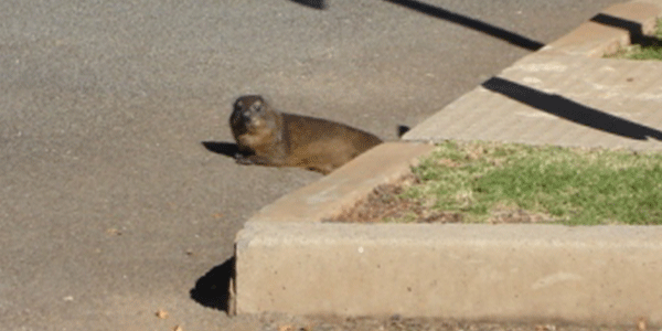 Suburban Dassie