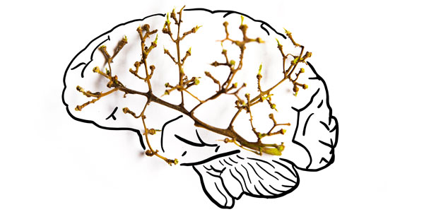 Artistic illustration of the brain using grape stems 600x300 Artistic illustration of the brain using grape stems 600x300