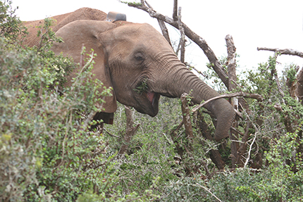 An elephant wearing a “gyroscope” around his neck and a data logger in his trunk shows off his new high-tech toys.