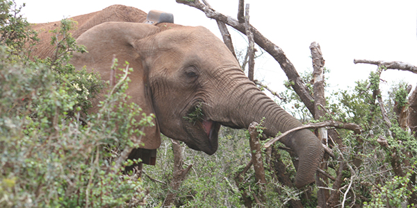 An elephant wearing a “gyroscope” around his neck and a data logger in his trunk shows off his new high-tech toys.