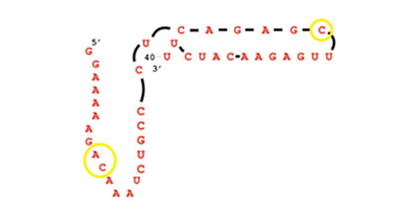 A simple RNA molecule like this may have kickstarted life as we know it.