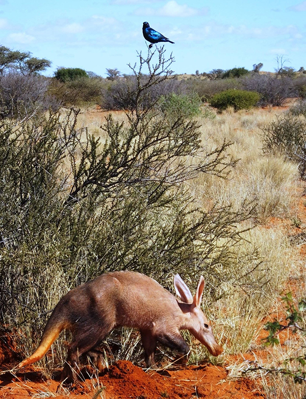 Aardvark