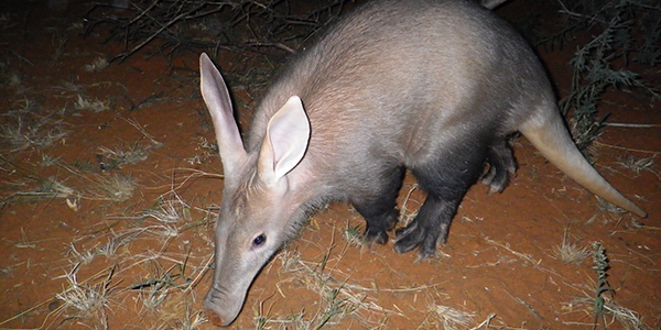 Aardvark