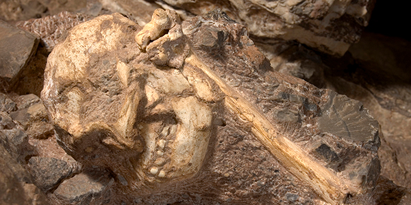 Little Foot's skull embedded in a bank of breccia.