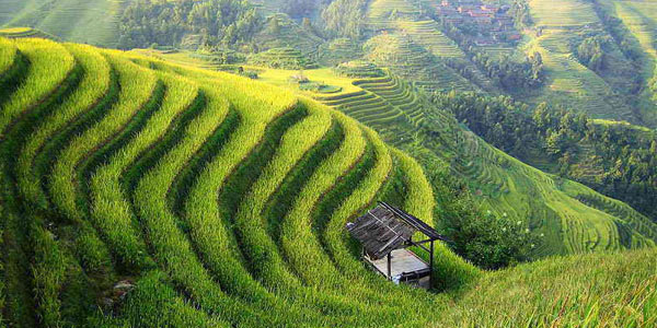 Farming in China