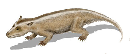 Artist's impression of a Tritylodon. Credit: Wikimedia.
