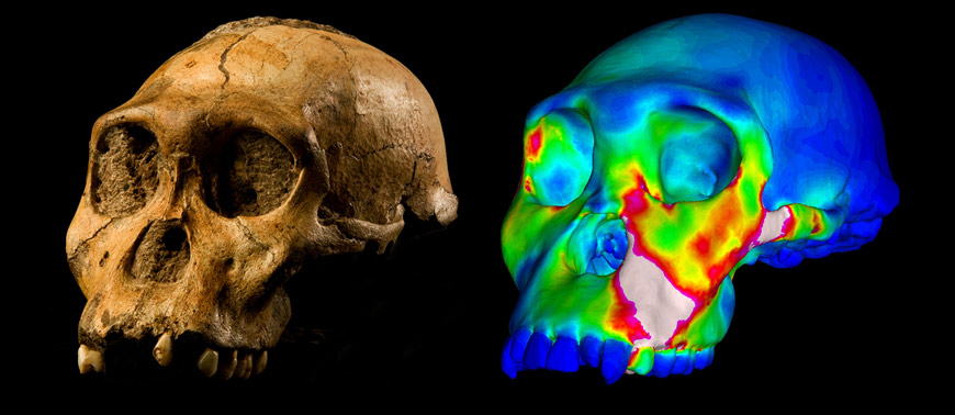 The fossilised skull of Australopithecus sediba specimen MH1 and a finite element model of its cranium depicting strains experienced during a simulated bite on its premolars. “Warm” colors indicate regions of high strain, while “cool” colors indicate regions of low strain. CREDIT: Image of MH1 by Brett Eloff provided courtesy of Lee Berger and the University of the Witwatersrand.