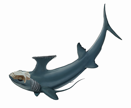 Symmorid reconstruction with dwyka skull superimposed. Picture credit: Kristen Tietjen