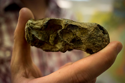 The fossilised skull of the Euchambercia fossil shows the fossa right behind the upper canine teeth, that accommodated the venom glands.