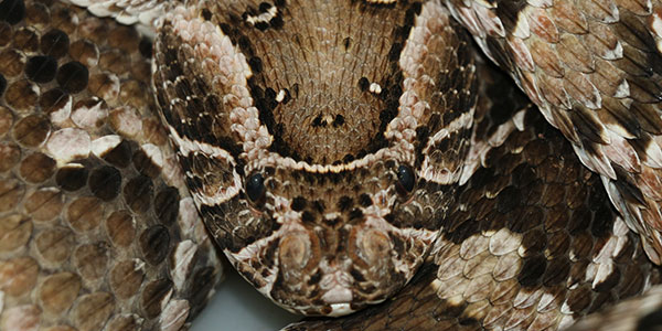 Puff adder closeup