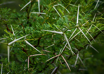 Acacia tree