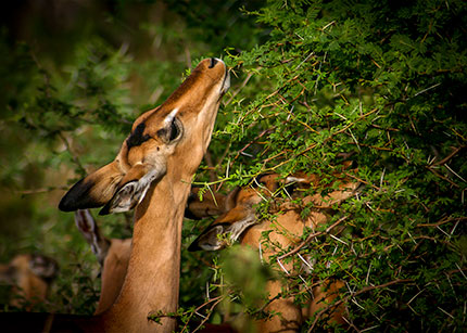 Impala browsing on acacia trees.