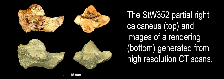 The StW352 partial right calcaneus (top) and images of a rendering (bottom) generated from high resolution CT scans.