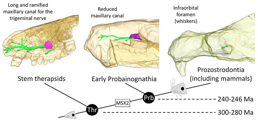 The evolution of the maxillary canal for the trigeminal nerve (in green) in Therapsida.