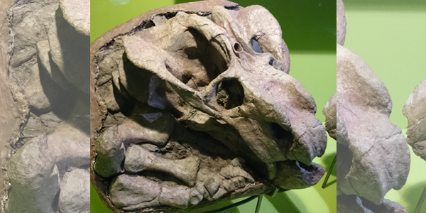 The fossilised skull of an Odontocyclops displays its pineal foramen. Nkansahrexford (Own work) via Wikimedia Commons, CC BY