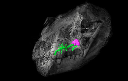 The maxillary canal for the trigeminal nerve (in green) in a Therapsida Thrinaxodon.jpg