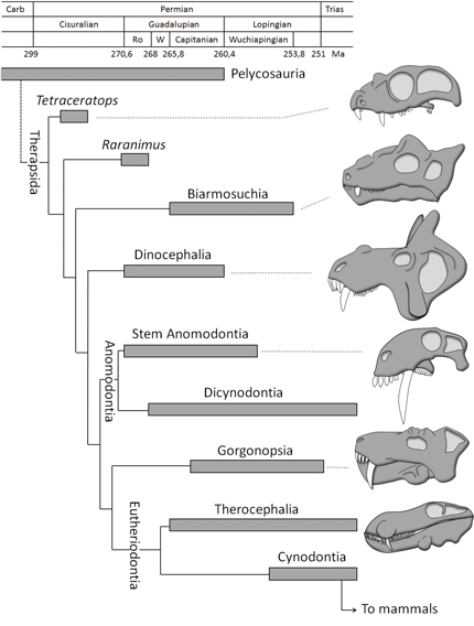 The multiple evolution of cranial bosses and canines in therapsids