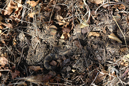 Camouflaged puff adder. Picture by Graham Alexander