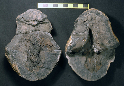 Dwykaselachus fossil split open.
