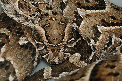 Puff adder