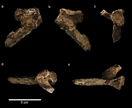 The U.W. 101-1301 scapula is one piece of evidence for a more cranially oriented shoulder joint. Photo: Feuerriegel et al. 2016.