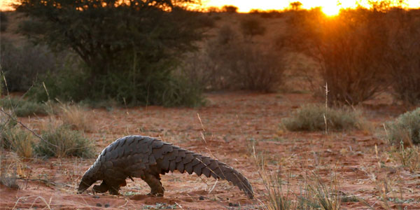 Pangolin | Curiosity 11: #Viral © https://www.wits.ac.za/curiosity/ | © Thilo Beck