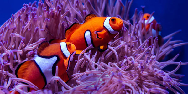 Finding Nemo | Curiosity 13: #Gender © https://www.wits.ac.za/curiosity/
