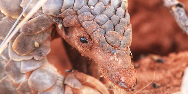 Pangolin | Curiosity 15: #Energy © https://www.wits.ac.za/curiosity/