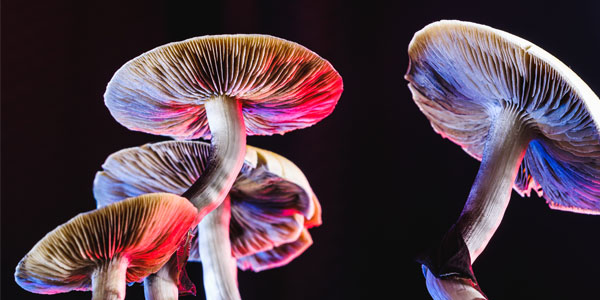 Psychedelics and mushrooms | Curiosity 16: #Drugs © https://www.wits.ac.za/curiosity/