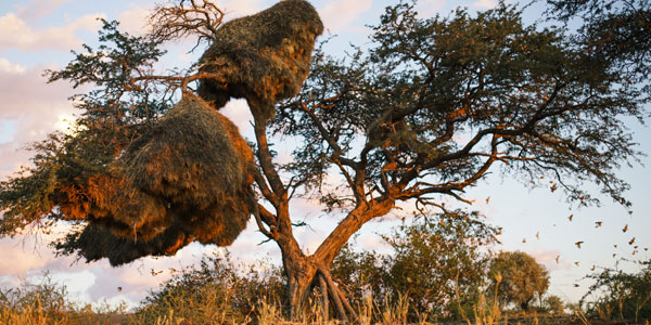 Socialble weaver nest. ©Mareike Dirnberger | www.wits.ac.za/curiosity/