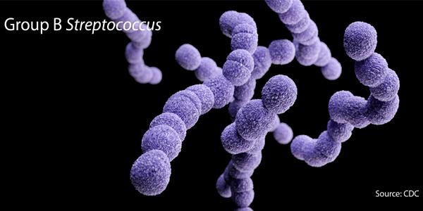 Group B Streptococcus bacteria cause stillbirth and infant death from invasive disease