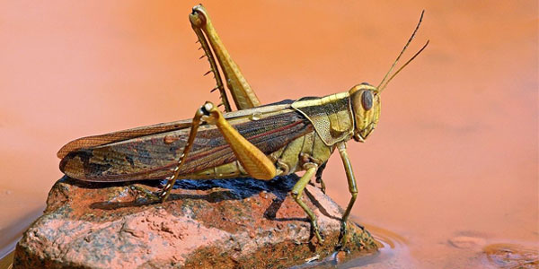 Locust