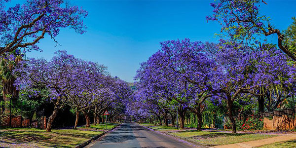 Jacaranda trees