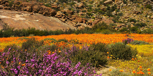 Namaqualand daisies