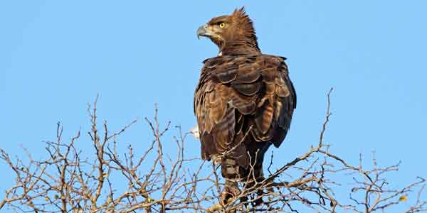 A martial eagle (Polemaetus bellicosus) perched on a tree, Kruger National Park, South Africa.
