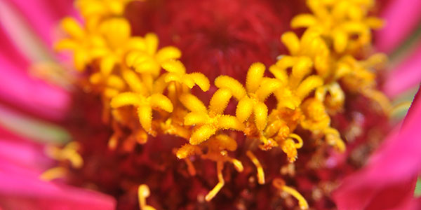 Close-up of pink and yellow flower
