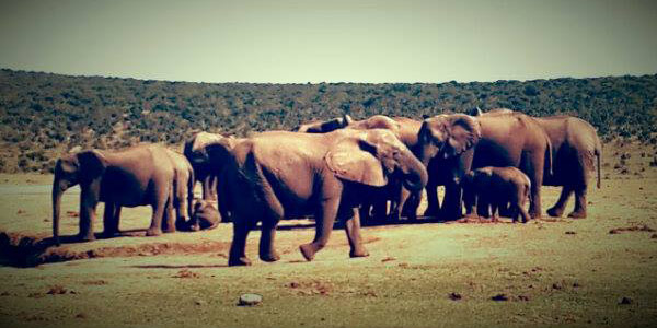 Elephants in the Addo National Park