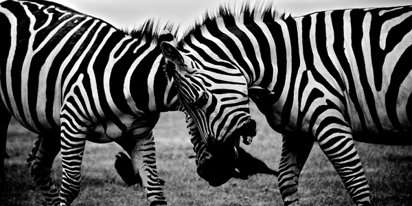 Zebras in Africa