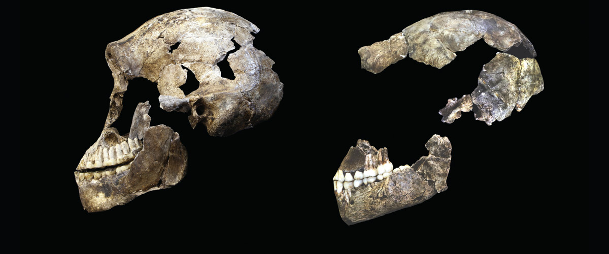 The Neo skull from Lesedi Chamber (left) and the DH1 Homo naledi skull from Dinaledi Chamber (right). ©Wits University/John Hawks