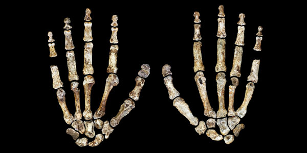 Homo naledi's hands  | © WITS UNIVERSITY
