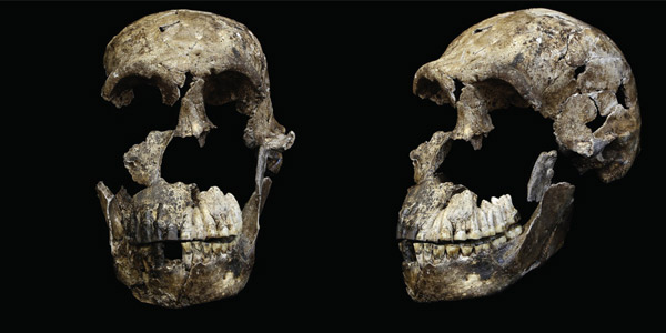 The Neo skull of Homo naledi from the Lesedi Chamber. ©Wits University/John Hawks