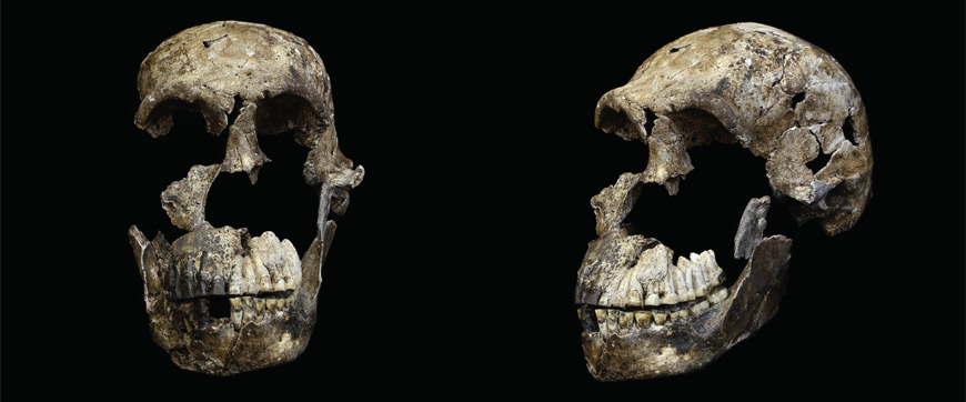 The Neo skull of Homo naledi from the Lesedi Chamber. ©Wits University/John Hawks