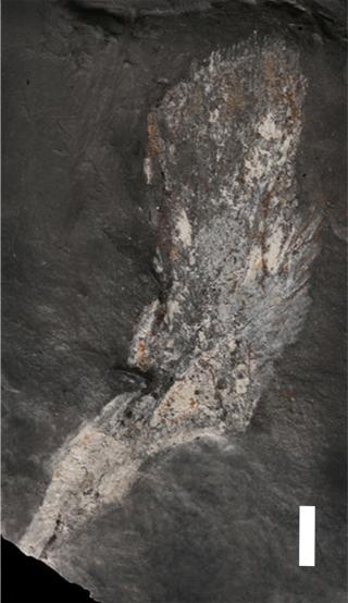 Cleithrum of Tutusius umlambo. Credit: Rob Gess