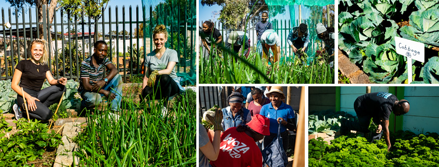 Wits Food Garden harvest