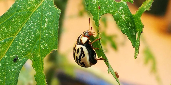Zygogramma bicolorata_Leaf-feeding beetle © Blair Cowie